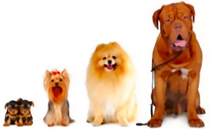 leggi in basso il materiale contenuto e gli argomenti trattati per il corso online addestramento cani con attestato